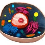 Animal Cell